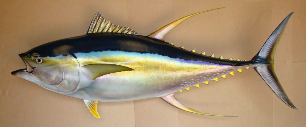 Vibrant Tuna Fish Wallpaper: Glossy Multicolored Art on Brown