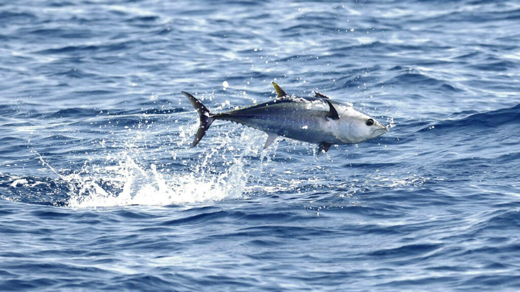Vibrant Tuna Fish Wallpaper: Dynamic Splash in Deep Blue Ocean