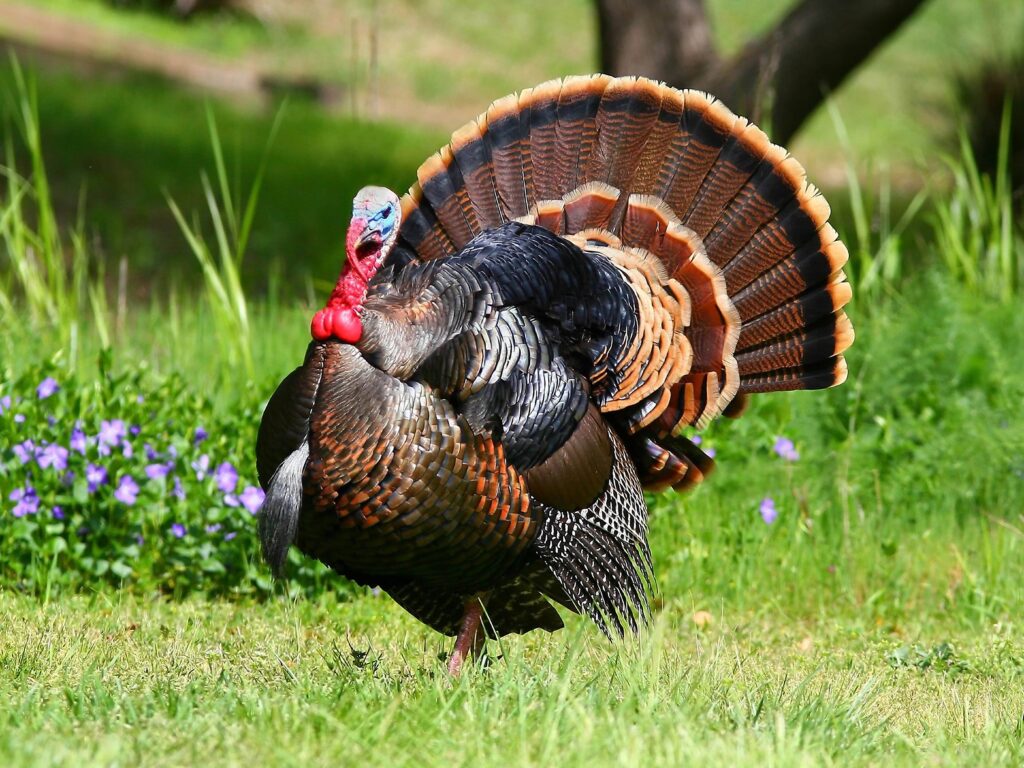 Vibrant Turkey Wallpaper in Lush Green Background - Stunning Plumage