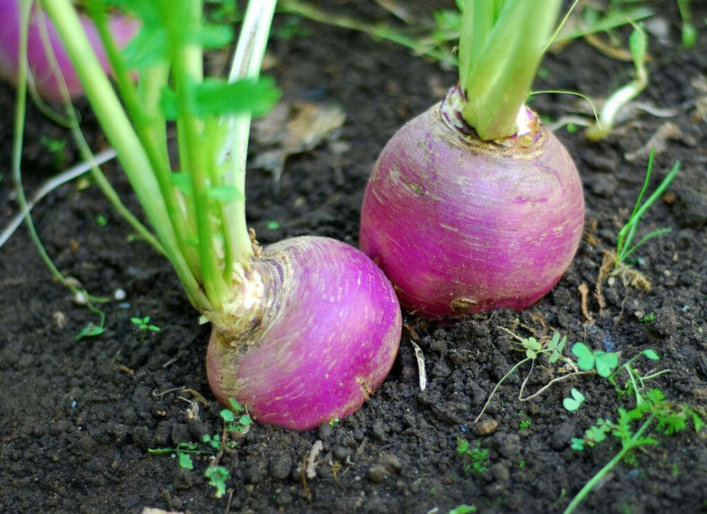 Vibrant Turnip Plants Wallpaper: Purple & White Roots in Dark Soil