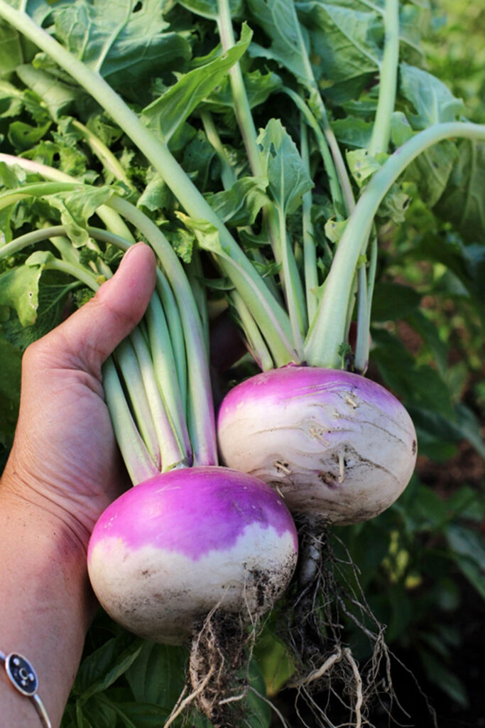 Vibrant Turnip Wallpaper: Freshly Harvested Roots in Garden Setting