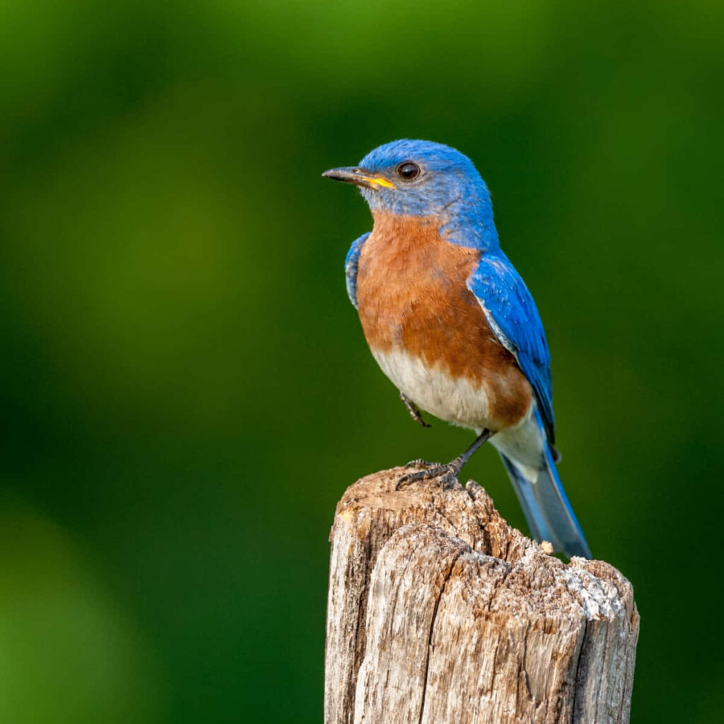 Turquoise Bluebird on Weathered Post in Lush Green Background Wallpaper