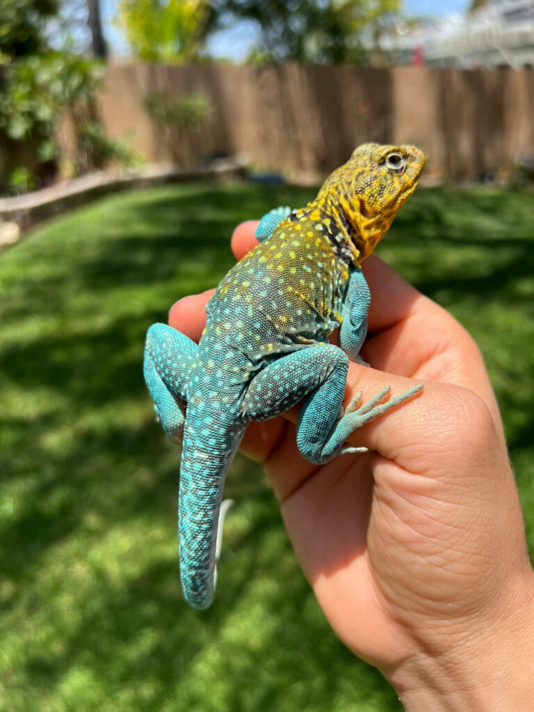 Bright turquoise yellow green collared lizard resting in hand with lush sunny backyard background Wallpaper
