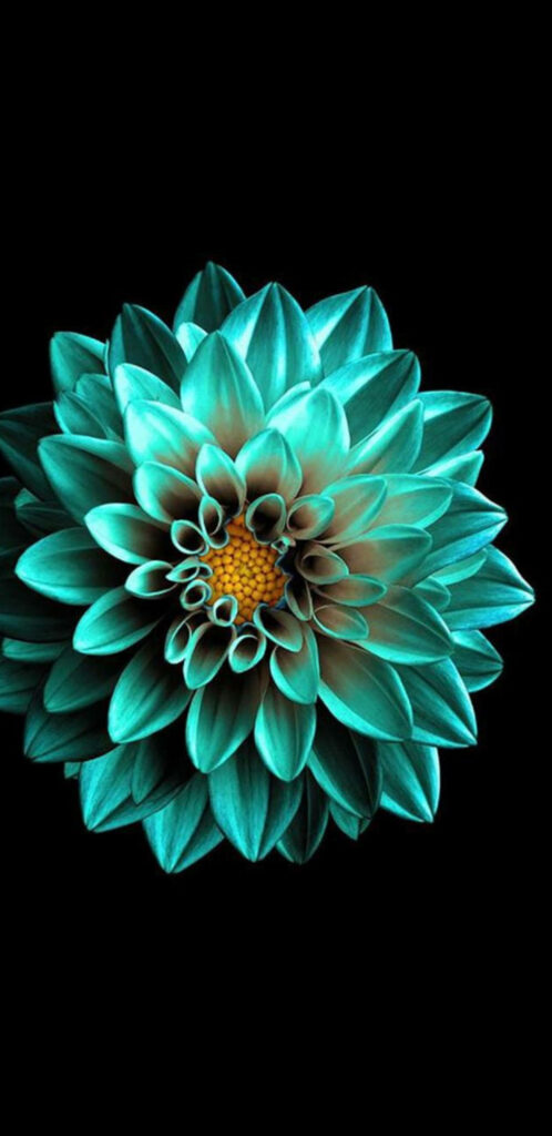 Vibrant Turquoise Flower: Elegant 2K AMOLED Wallpaper Background