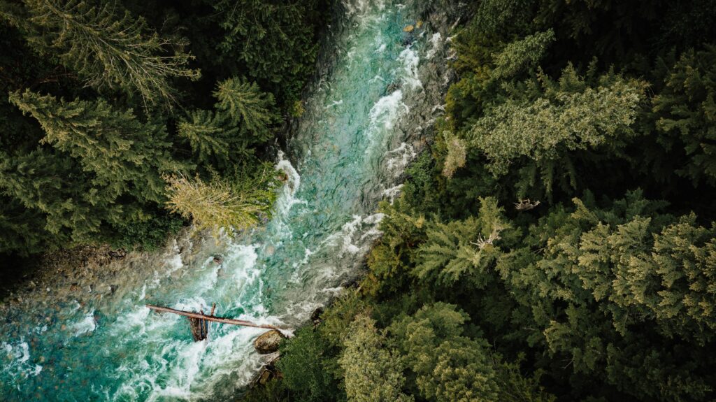 Aerial view of turquoise river winding through dense lush forest with tall green trees wallpaper