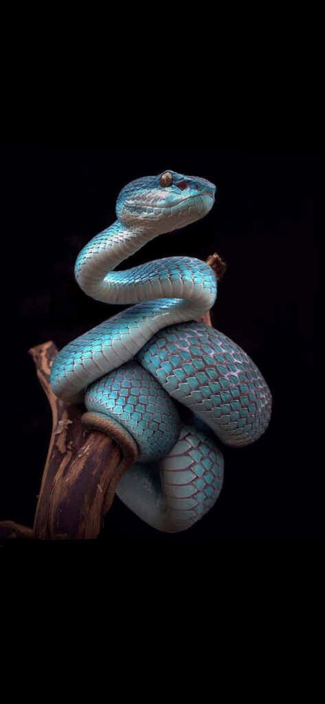 Vibrant Turquoise Snake Wallpaper in Natural Serenity