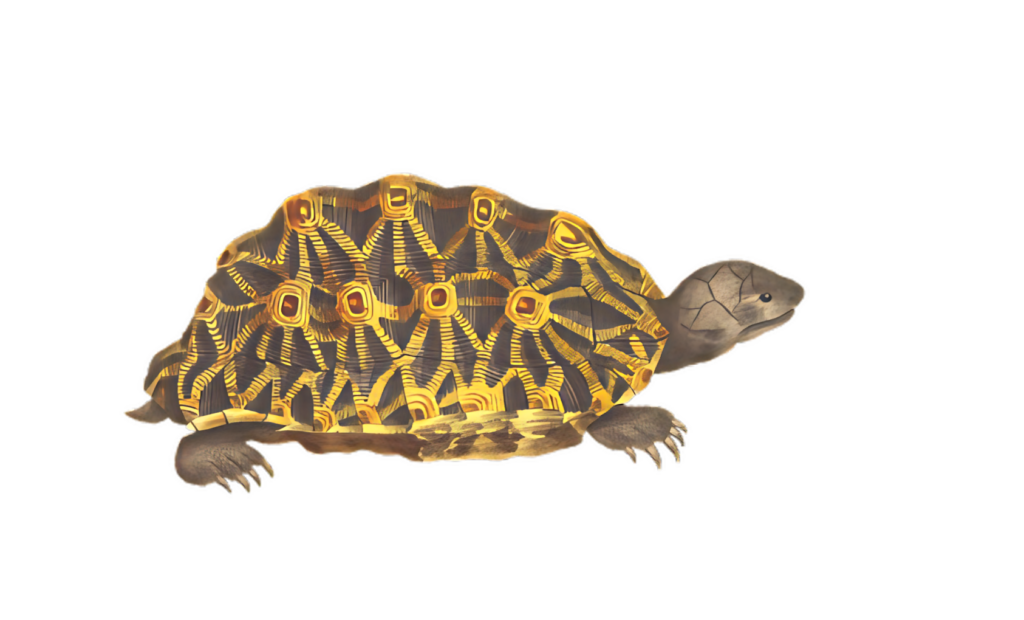Elegant Turtle Wallpaper with Intricate Patterns on Black Background