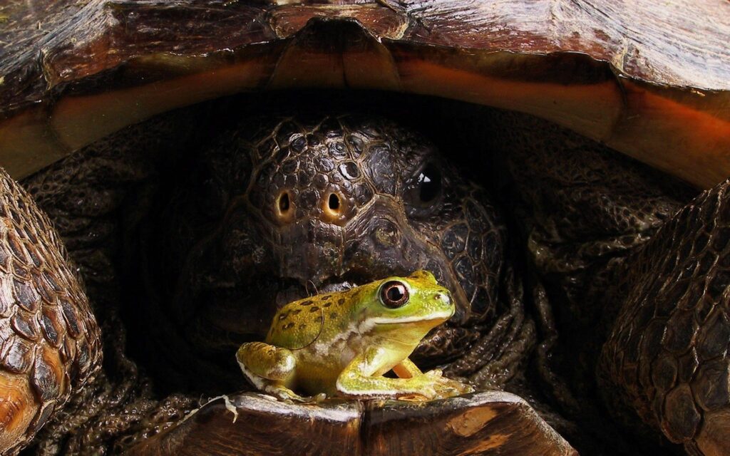 Close-Up Nature Scene: Turtle & Frog Wallpaper 1920x1200