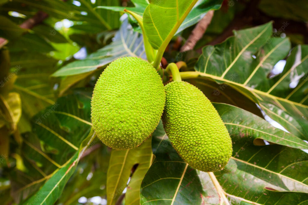 Vibrant breadfruit hanging on tree with lush green leaves in natural sunlight tropical wallpaper background