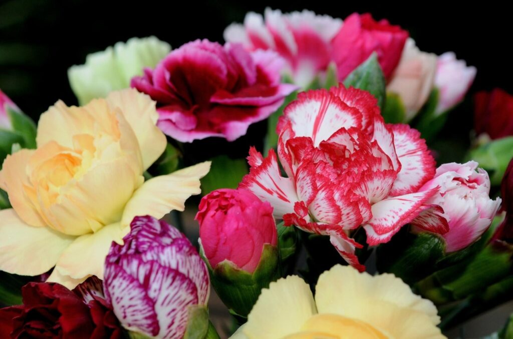 Vibrant Two-Toned Carnations Bouquet Wallpaper on Dark Background