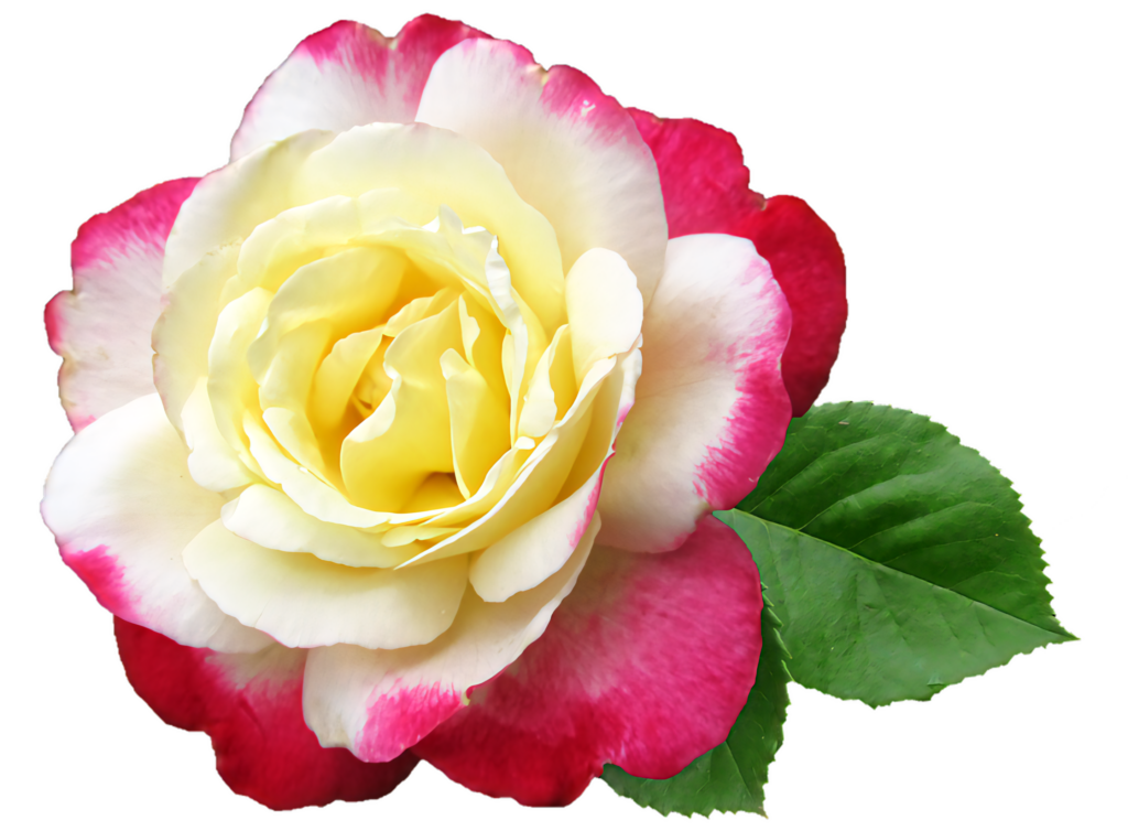 Vibrant Two-Toned Flower Wallpaper - Yellow & Pink with Green Leaves