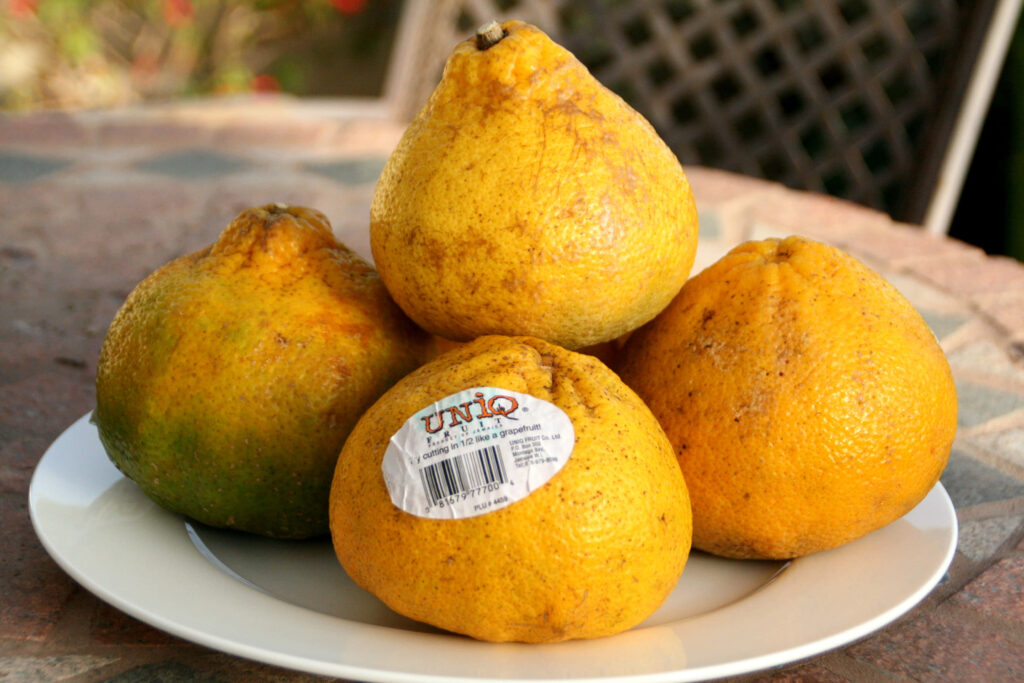 Vibrant Ugli Fruit Wallpaper: Refreshing Natural Aesthetic