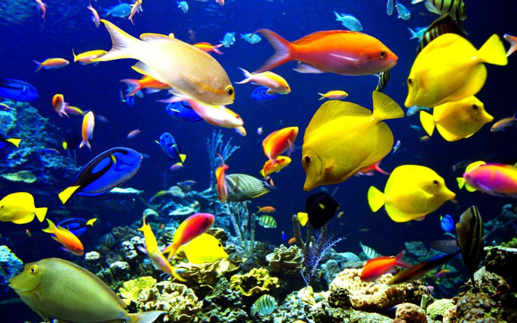 Vibrant 3D Fish & Coral Reef Wallpaper - Immersive Ocean Depths