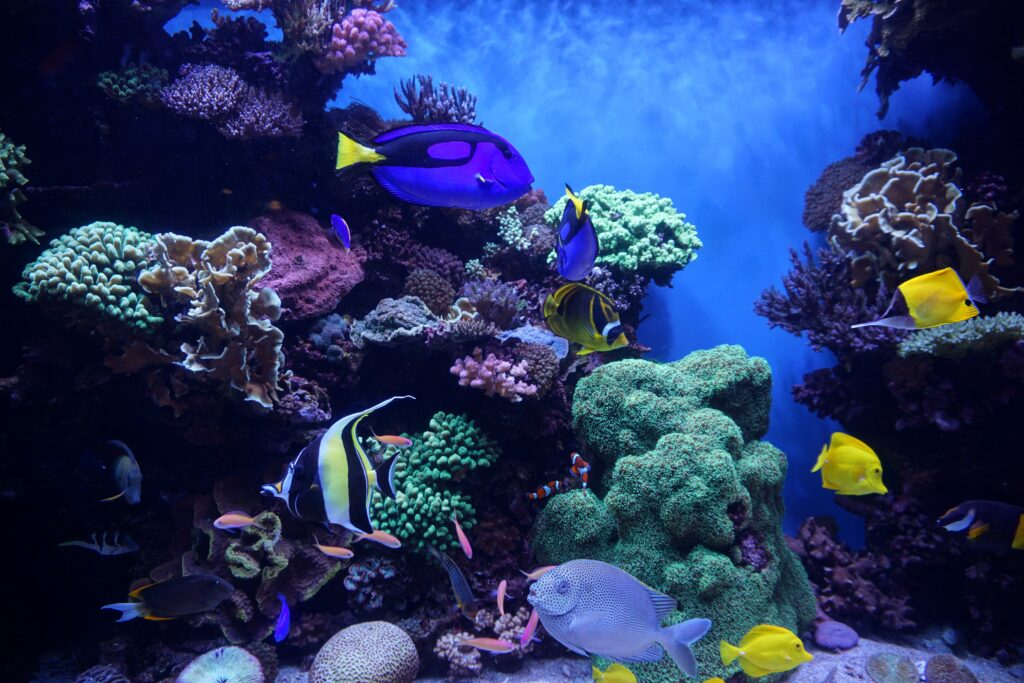 Vibrant Aquarium Wallpaper: Stunning Underwater Scene & Marine Life