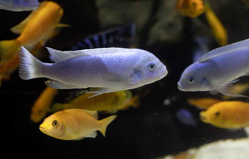 Vibrant Underwater Aquarium Scene with Colorful Fish - Serene Background Wallpaper