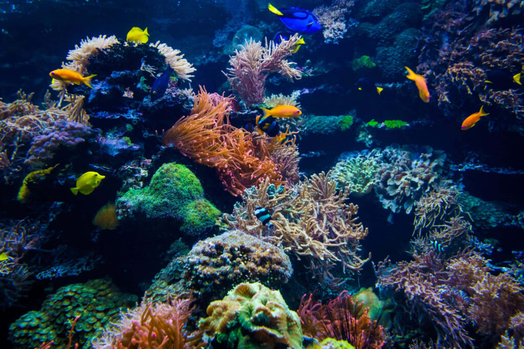 Vibrant Aquarium Wallpaper: Lively Fish & Coral Scene Background