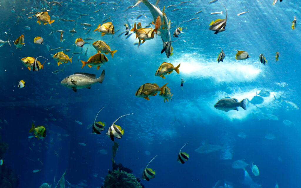 Vibrant underwater aquarium wallpaper with colorful fish swimming in clear blue water marine life