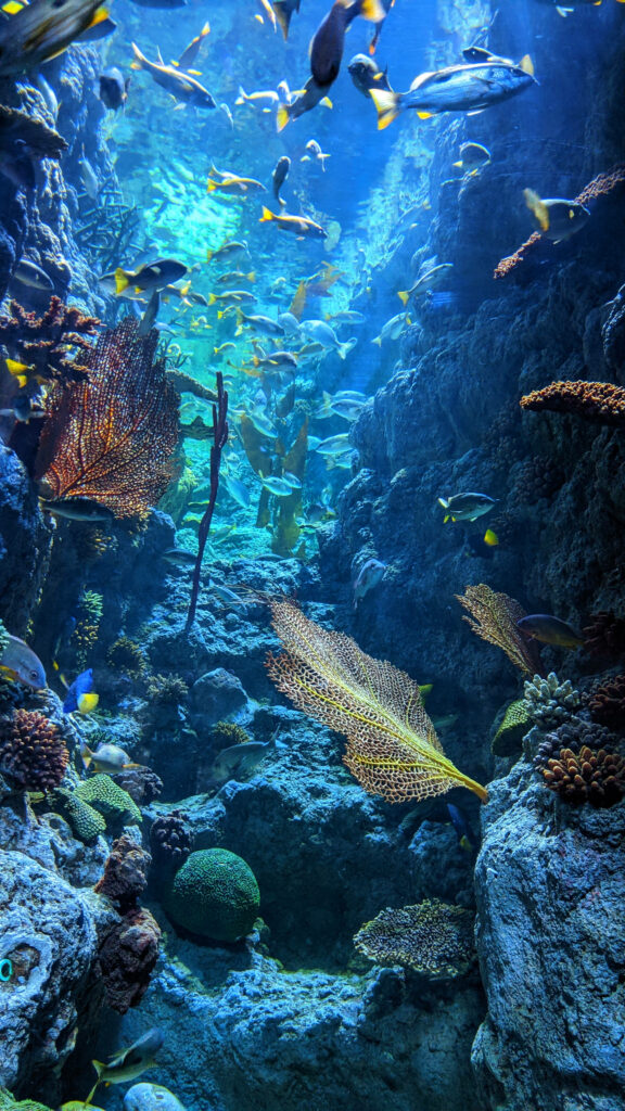 Vibrant Coral Reef HD Wallpaper: Colorful Fish in Clear Blue Waters