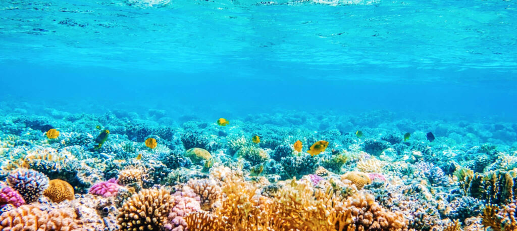 Vibrant Coral Reef Wallpaper: Underwater Scene with Colorful Fish