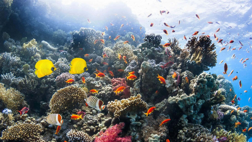 Stunning Underwater Coral Reef Wallpaper with Colorful Fish