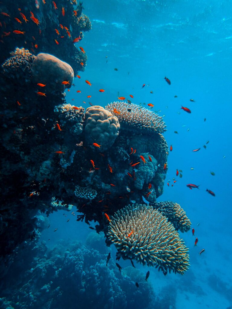 Vibrant coral reef with colorful fish and sunlight in deep blue ocean underwater wallpaper background