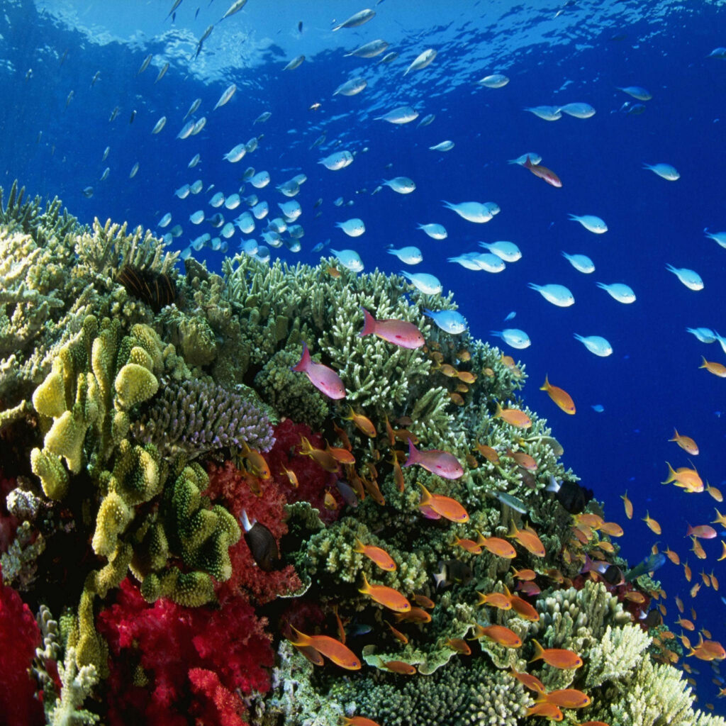 Vibrant Underwater Wallpaper: Colorful Coral Reef & Marine Life