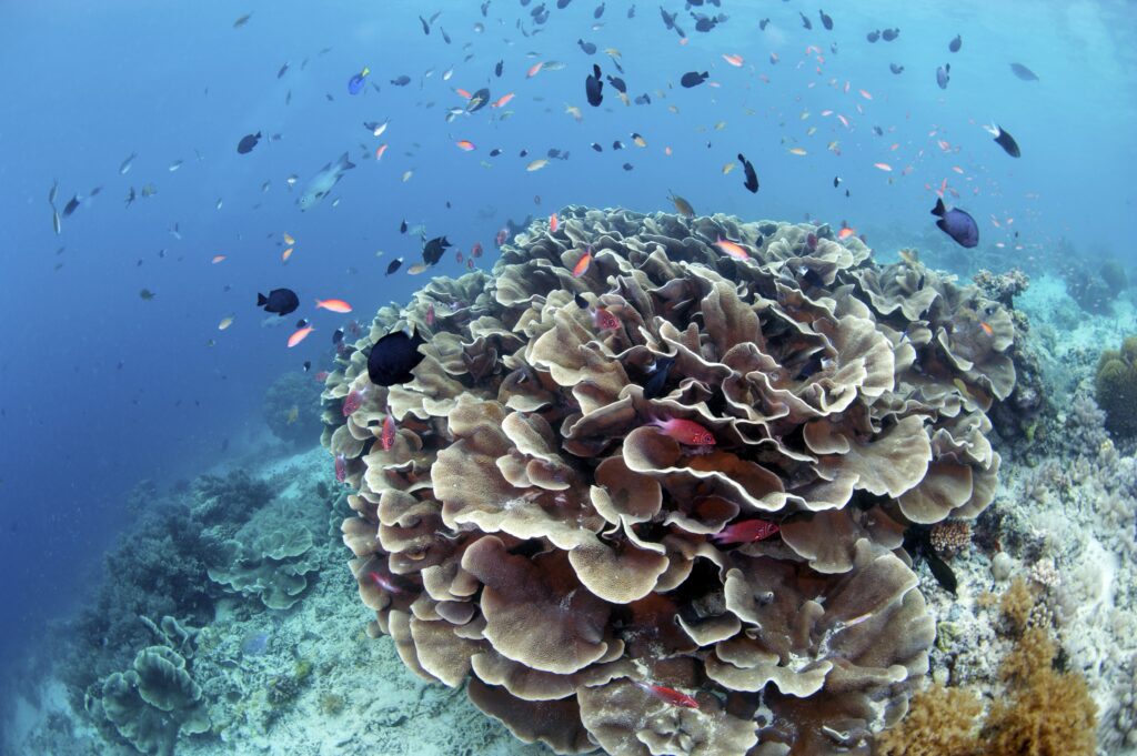 Vibrant coral reef with colorful fish in clear blue water showcasing marine life diversity Wallpaper
