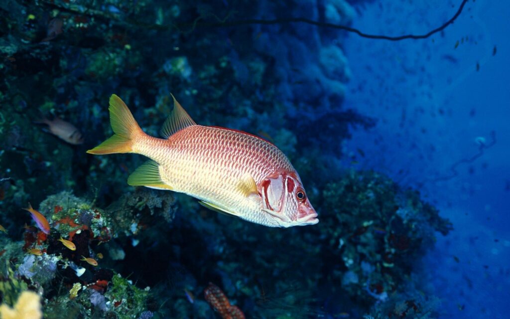 Vibrant Underwater Fish Wallpaper: Serene Coral Scene Background