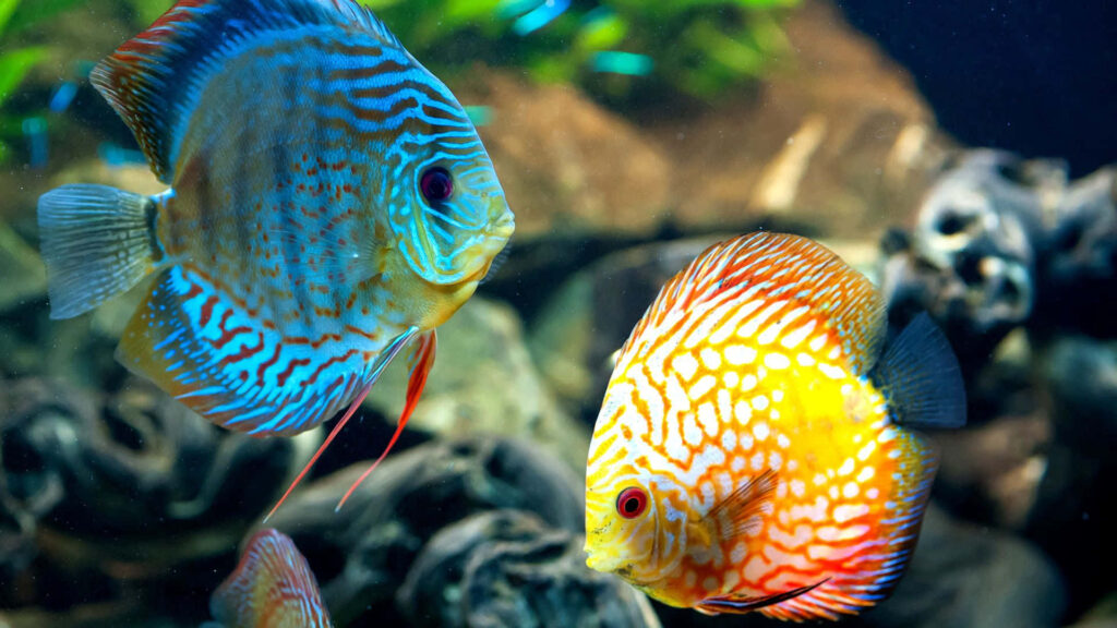 Vibrant 3D Fish Wallpaper: Lively Underwater Scene & Colors