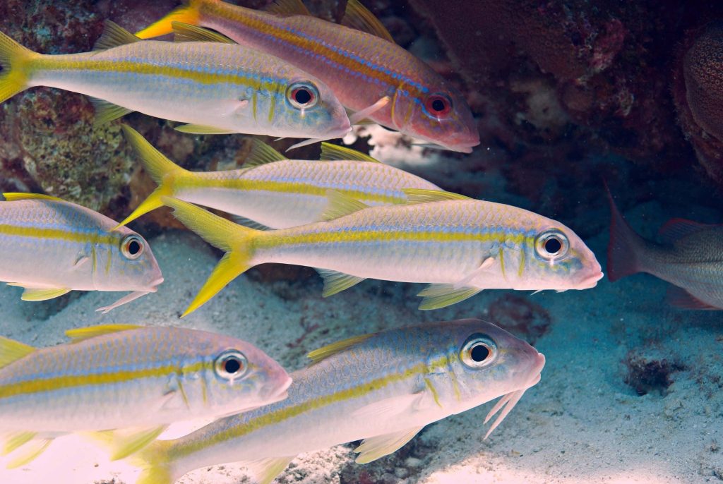 School of yellow striped goatfish gliding over sandy seabed vibrant underwater reef life wallpaper