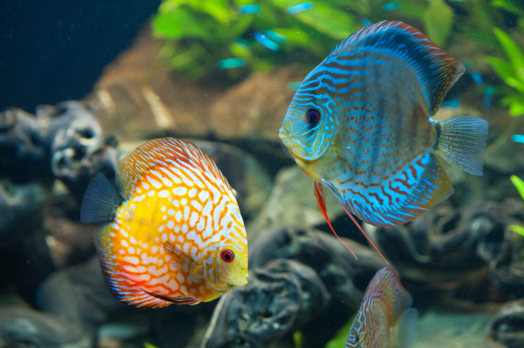 Vibrant Discus Fish HD Wallpaper: Colorful Underwater Scene