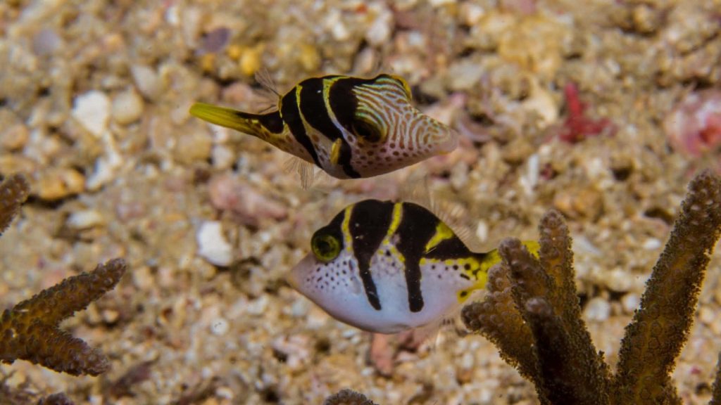 Underwater macro of two Sharpnose Pufferfish with black stripes and yellow details on sandy seabed Wallpaper