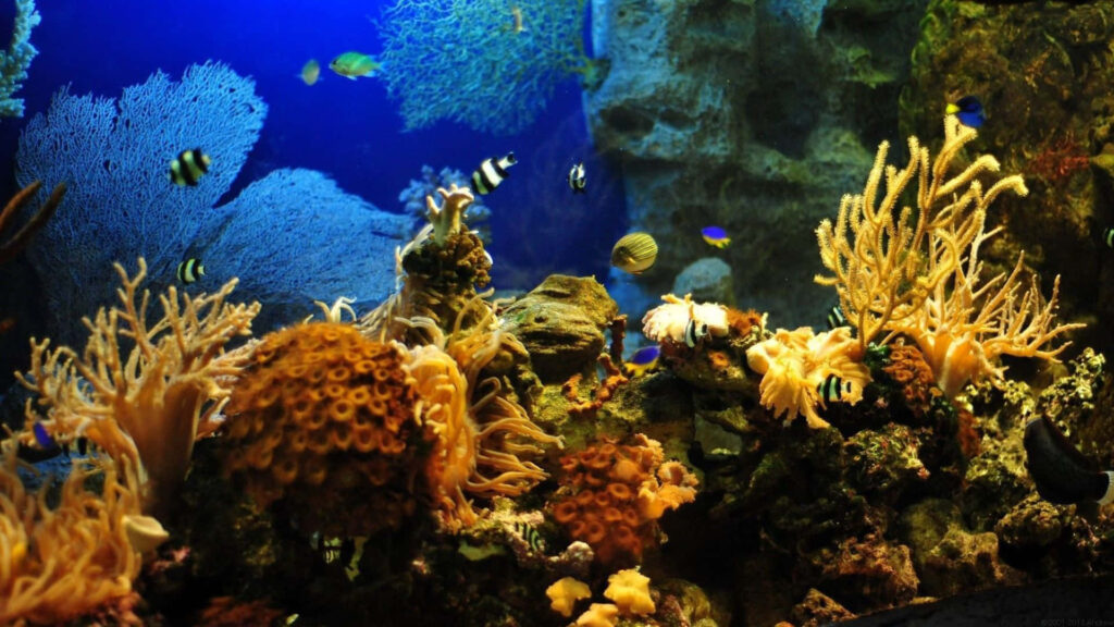 Vibrant Underwater Oasis Wallpaper: Colorful Coral Reefs & Fish