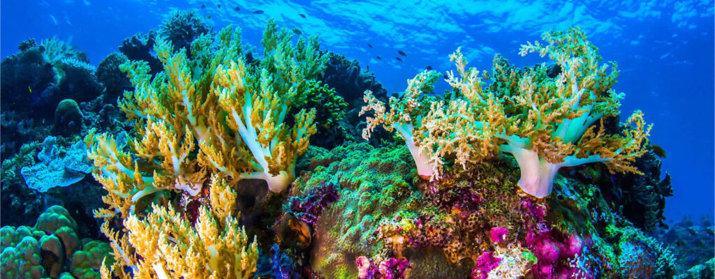 Vibrant Underwater Paradise Wallpaper: Colorful Corals & Fish