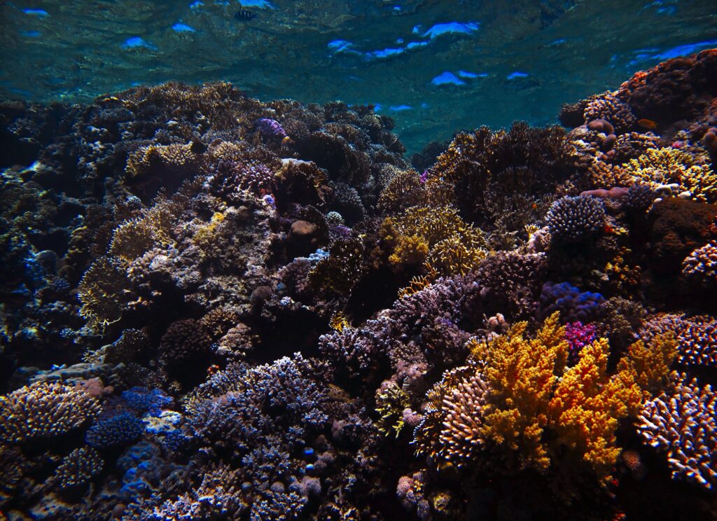 Vibrant underwater reef wallpaper with colorful yellow purple orange corals in clear blue water
