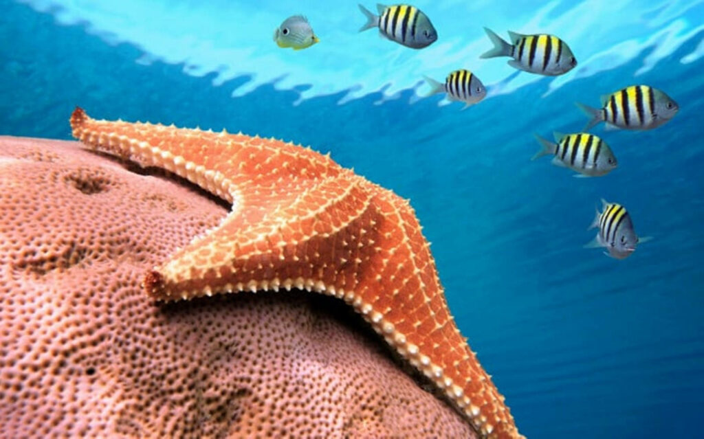 Vibrant Underwater Wallpaper: Starfish & Colorful Fish on Coral Reef