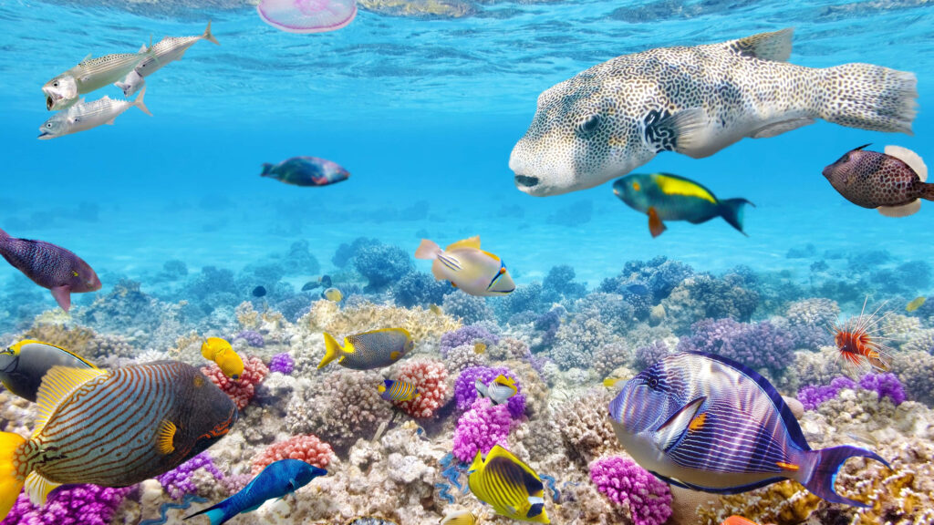 Vibrant Coral Reef: Colorful Fish & Marine Life Wallpaper Background