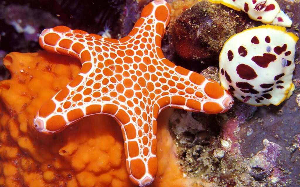 Vibrant Underwater Scene: Colorful Starfish & Coral Wallpaper