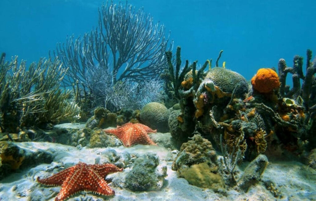 Vibrant Underwater Scene: Starfish & Colorful Coral Wallpaper
