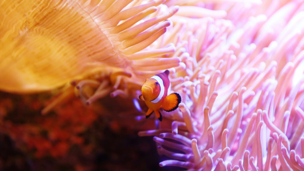 Vibrant Underwater Wallpaper: Clown Fish & Colorful Corals