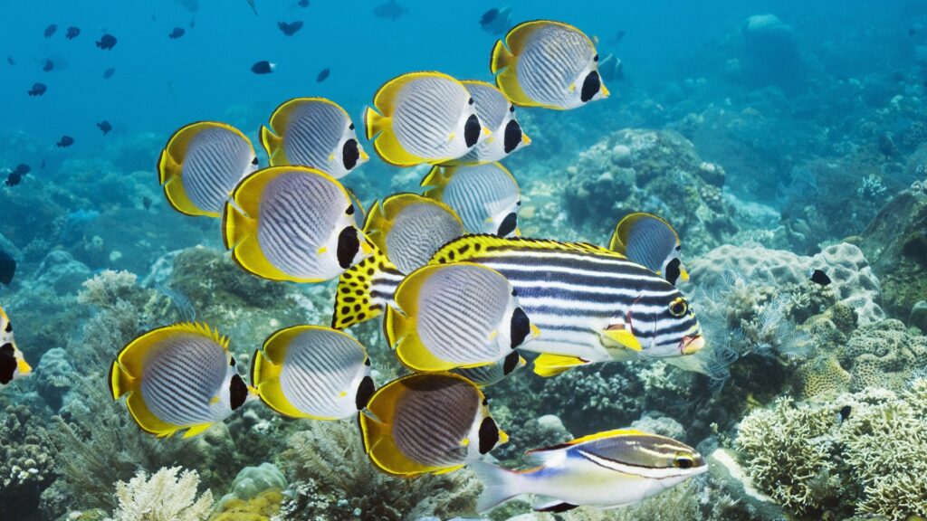 Vibrant Underwater Wallpaper: Colorful Fish & Coral Reefs 1920x1080