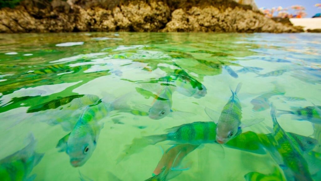 Vibrant Underwater Wallpaper: Colorful Fish & Serene Marine Life