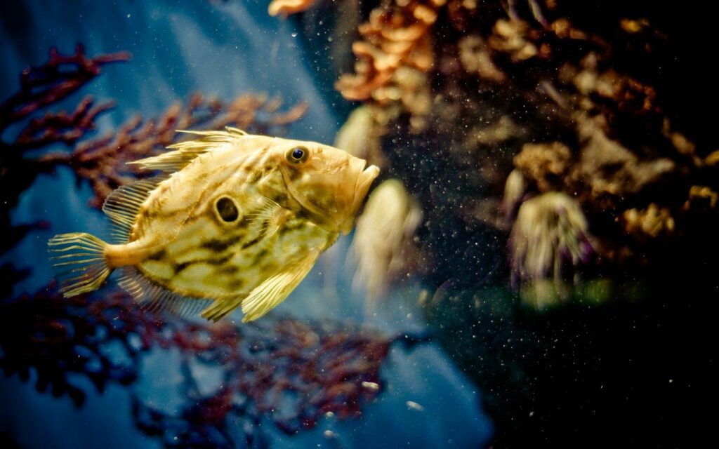 Vibrant Underwater Scene Wallpaper - Fish & Colorful Corals