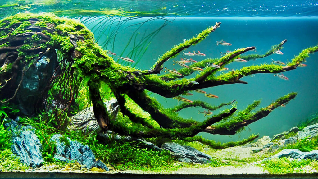 Enchanting Underwater Paradise with Lush Plants & Colorful Fish Wallpaper