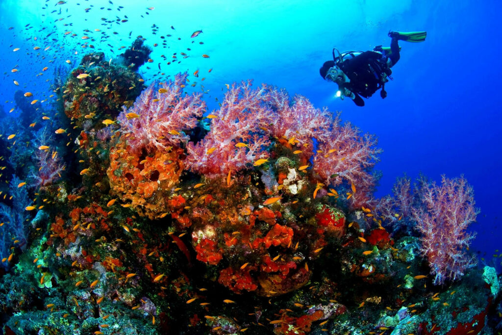 Scuba diver exploring vibrant coral reefs with colorful fish and clear blue ocean water wallpaper