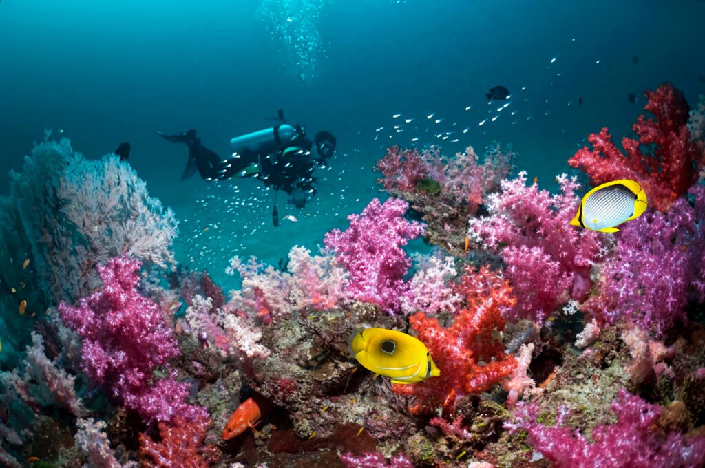 Scuba diver exploring vibrant pink and purple coral reefs with colorful tropical fish underwater Wallpaper