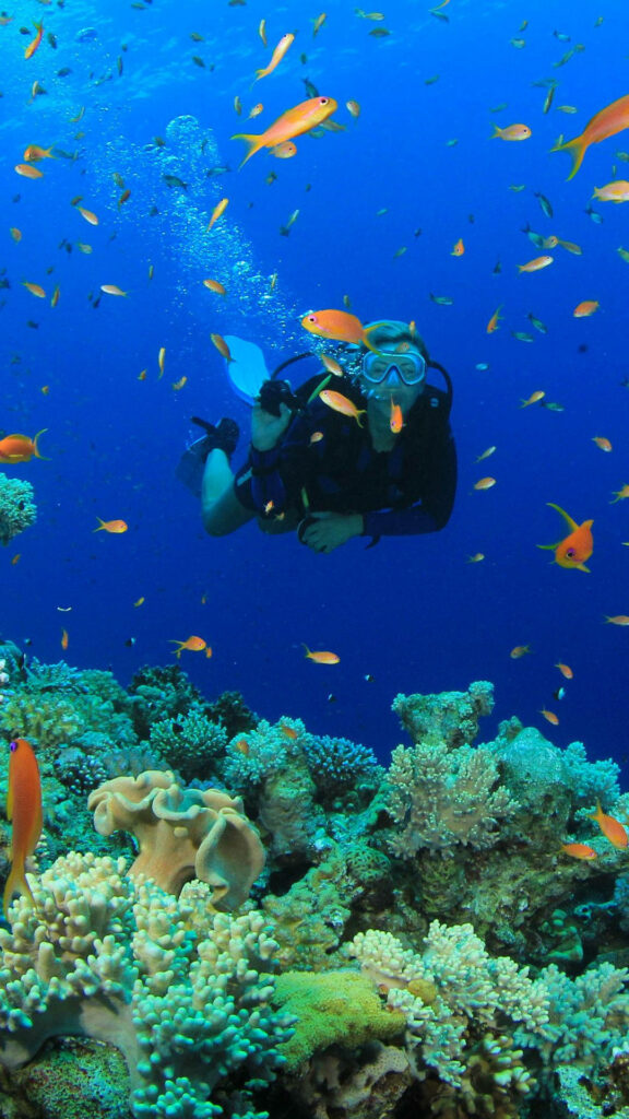 Scuba diver swims among orange fish and colorful coral reefs in vibrant blue underwater scene wallpaper