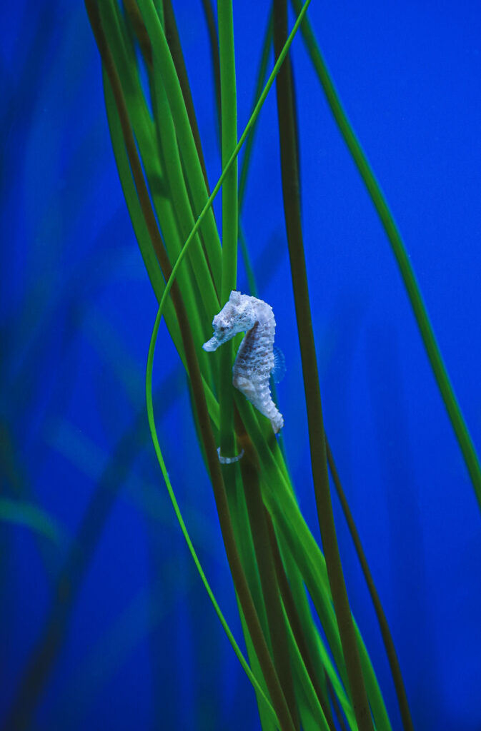 Vibrant Seahorse Wallpaper: Underwater Scene with Green Algae