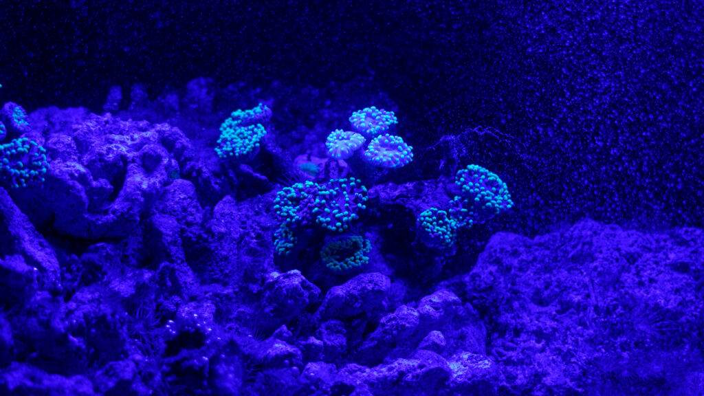 Vibrant underwater scene with glowing blue corals and rugged reef illuminated by soft light Wallpaper
