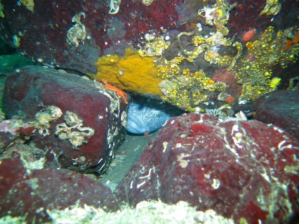 Mesmerizing Wolf Eel Camouflaged Among Vibrant Underwater Rocks Wallpaper